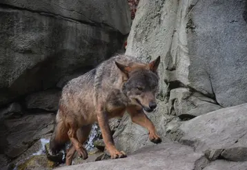 Un loup dans un environnement rocheux