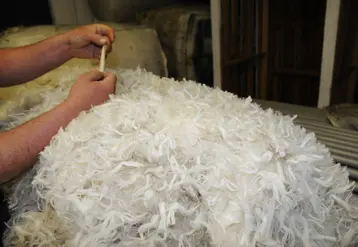 Une toison en cours de tri