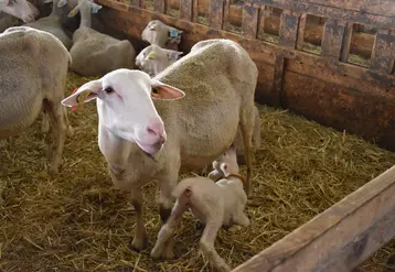 Une brebis lacaune allaite son agneau.