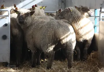 Des moutons sont transportés dans un camion.