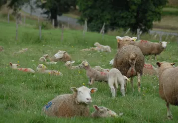 Des brebis au pâturage avec leurs agneaux.