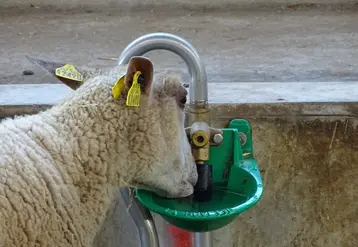 Une brebis buvant de l'eau dans un abreuvoir à pipette.