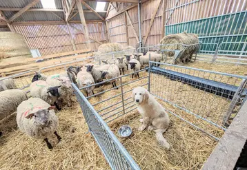 Un chiot de protection dans une case refuge dans une bergerie avec ovins.