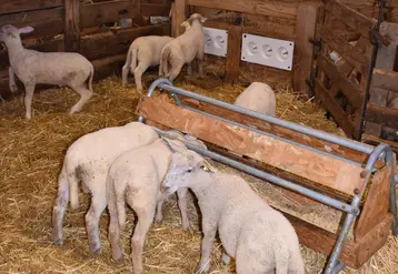 <em class="placeholder">Des agneaux en case d'allaitement à la louve</em>