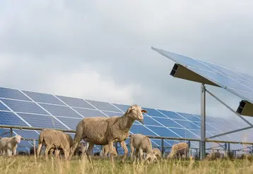 Des moutons pâturent à côté de panneaux solaires.