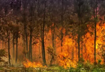 Feu dans une forêt de pins
