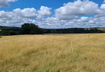 Prairie avec une herbe jaunie à cause de la canicule.