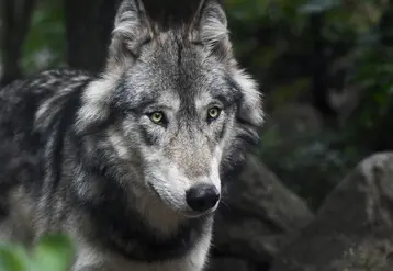 Loup en gros plan dans la forêt.