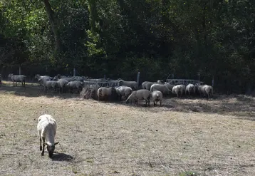 Troupeau ovin pâturant une prairie grillée