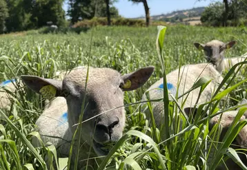 Gros plan sur une brebis pâturant du moha ou du millet.