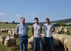 L’exploitation de Marc, Pierre Marc et Étienne Drouville est en conversion biologique depuis mai 2019 pour les bovins et les cultures mais pas pour les ovins. © A. Peucelle