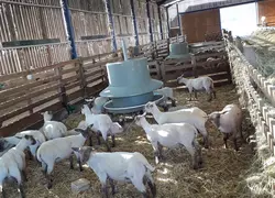 Les agneaux tondus supportent mieux les fortes chaleurs et sont moins sales.