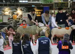 Le ring ovin a accueilli 13 concours de races, ainsi que le trophée laine.