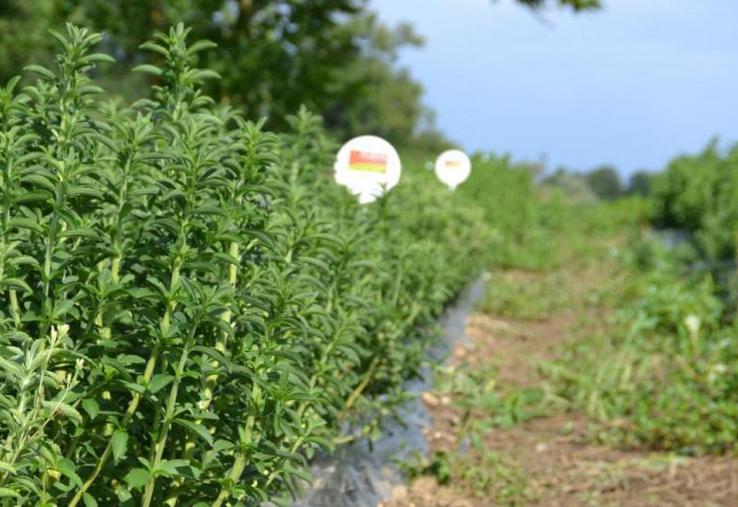 Dans son travail sur la sélection variétale de stevia, l’Epi salvagnacois concentre aujourd’hui ses efforts sur trois variétés. Des essais multilocaux sont menés sur des microparcelles chez les producteurs de la Sica.