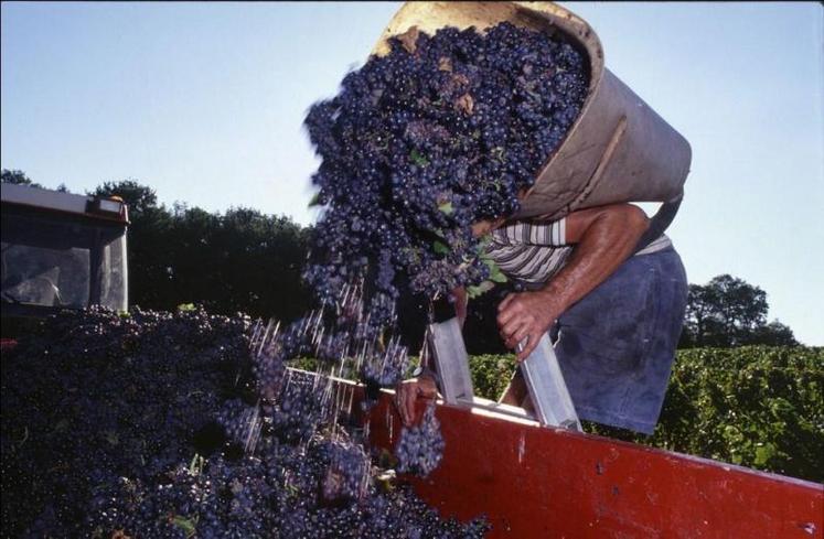 Les vendanges 2010 se sont déroulées dans des conditions climatiques idéales.