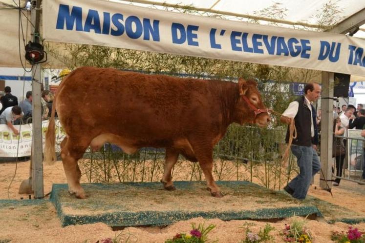 Abeille, meilleur animal du concours limousin