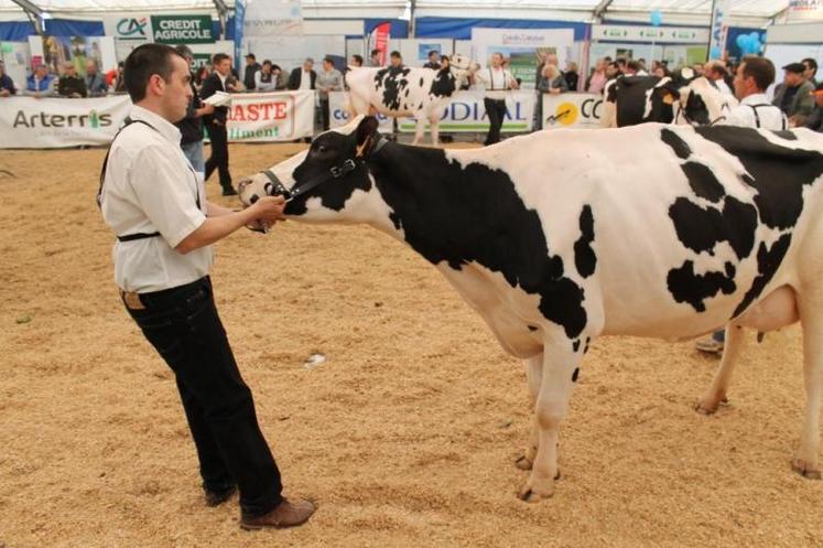 démarrage difficile au concours prim'holstein