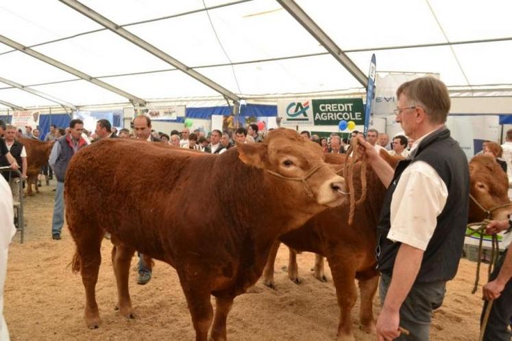 section jeunes mâles du concours limousin