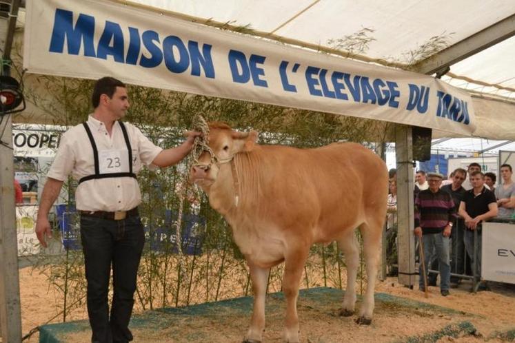 Gaëlle, 1ère génisse 12-15 mois, du concours Blond