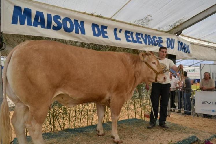 Claire, meilleur animal du concours Blond