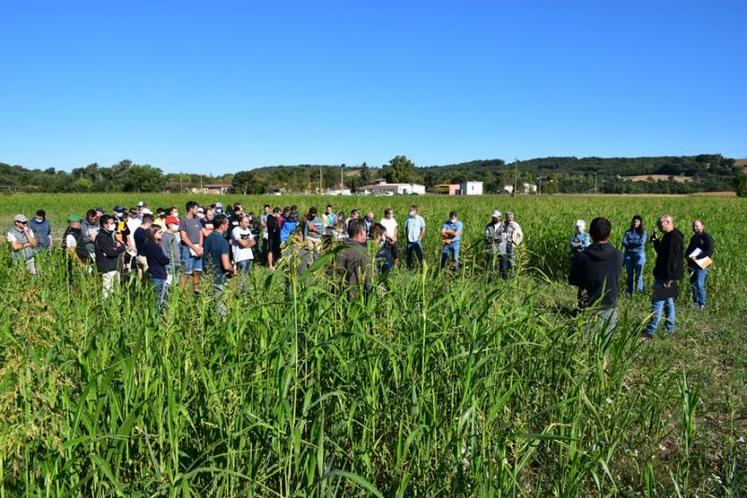 Les agriculteurs et les étudiants ont constaté de nettes différences en fonction de la date de l’implantation mais aussi des outils.