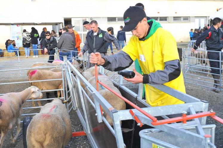 Le principe du concours consistait à juger les jeunes sur leurs aptitudes au pointage des animaux.