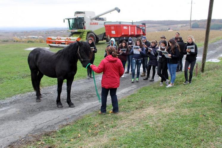 Jugement du meilleur pointeur dans la catégorie équine (chevaux de trait)