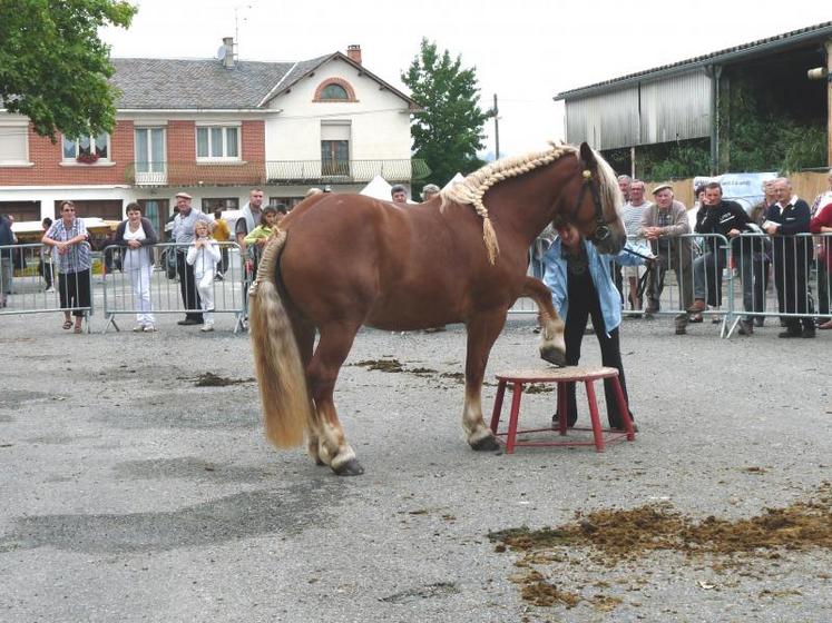 animaux étaient aussi de la partie, avec les chevaux de trait…