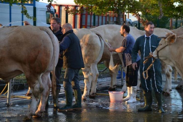 Sommet de l'Elevage 2012 - concours interdépartemental Prim'Holstein