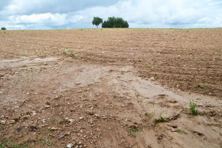 Des semis ont été emportés par la pluie, comme ici sur une parcelle de maïs semences à Cambon.