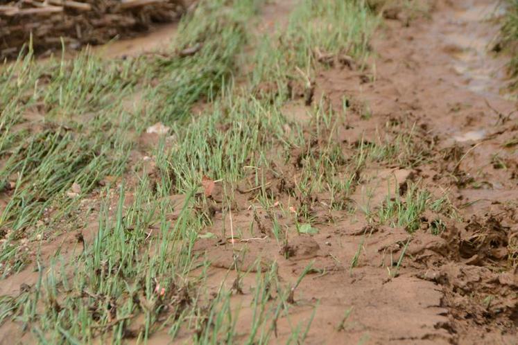 Des grains de maïs semences ont été déracinés.