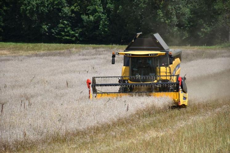 Des colzas, prêts à être récoltés ont été fortement impactés par la grêle. Entre Montans et Parisot, il ne restait plus que 20% dans les siliques.