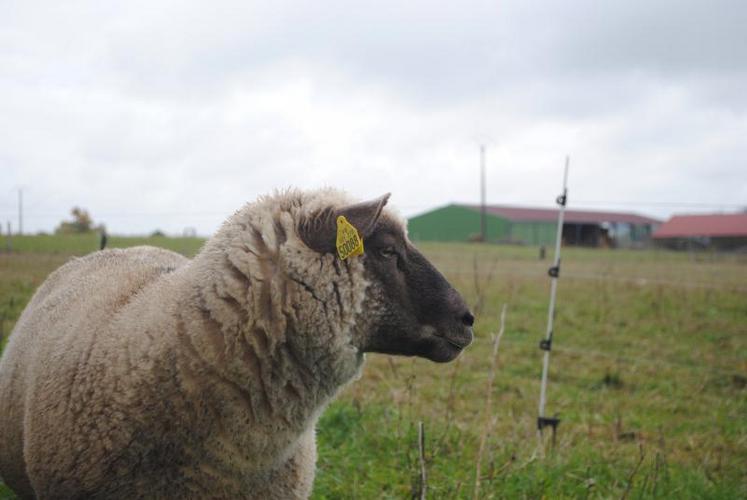 Inutile de réaliser un flushing avec des céréales si les brebis sont en bon état