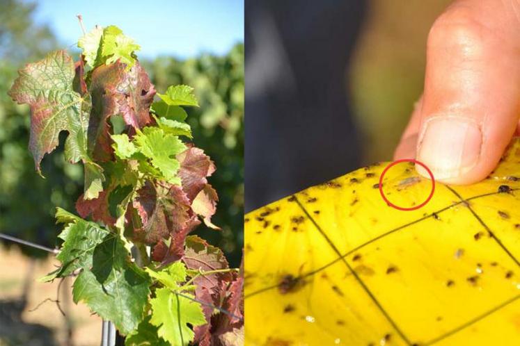 A gauche, l'enroulement des feuilles et leur coloration (en rouge pour les cépages rouges, en jaune pour les blancs) sont deux des symptômes de la flavescence dorée. La cicadelle, ou Scaphoideus titanus, est le vecteur de la malad