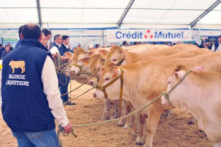 Les Blondes d’Aquitaine ont pu faire apprécier leurs belles robes froment.