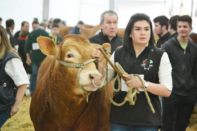 De beaux animaux ont participé au concours départemental Limousin, dimanche matin.