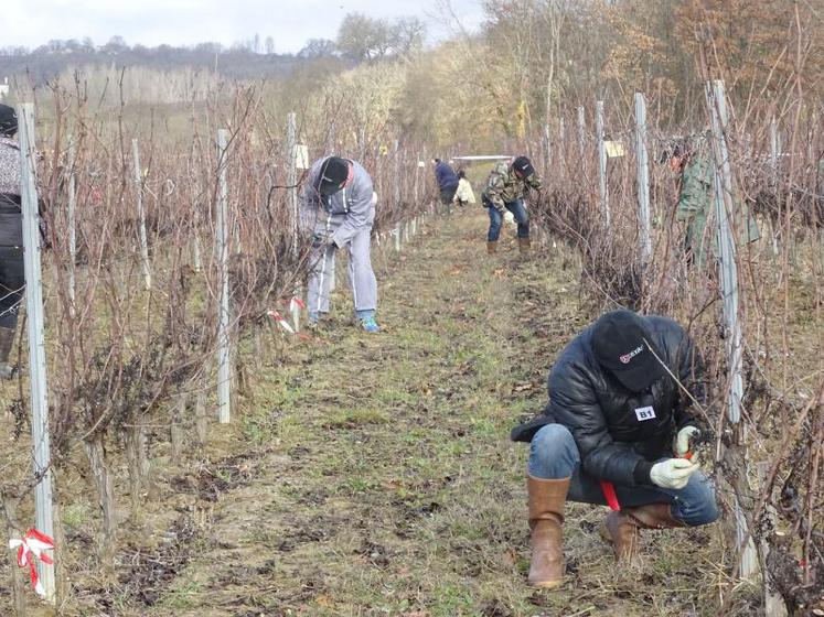 Pour l’épreuve pratique, la taille guyot simple était demandée pour mettre en valeur les savoir-faire des candidats, pour certains actuellement en formation à la taille de vigne en vue d'un emploi dans ce secteur.