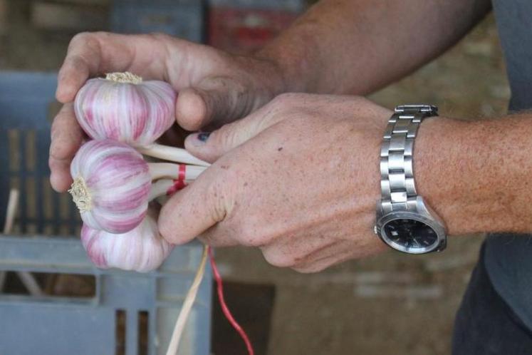 Et hop, une belle manouille d'ail rose de Lautrec