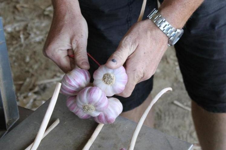 1ère étape : le choix des têtes d'ail rose de Lautrec