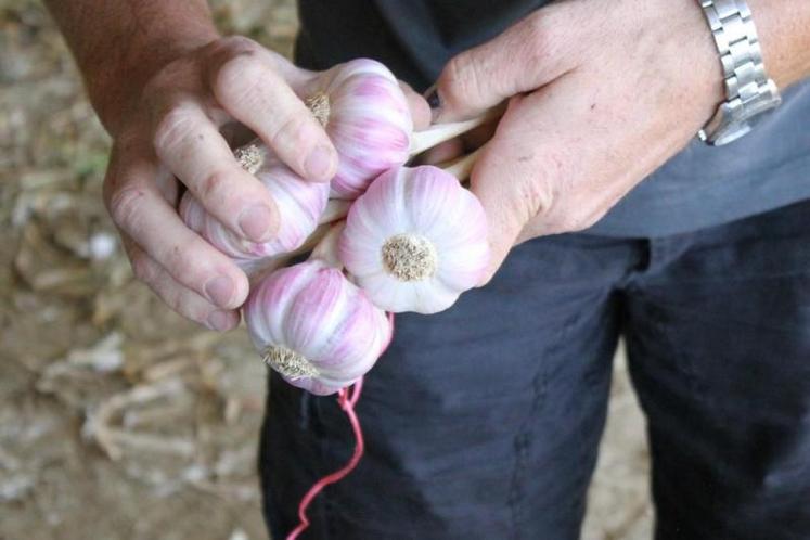 Au total, la manouille d'ail rose de Lautrec doit peser 1 kg