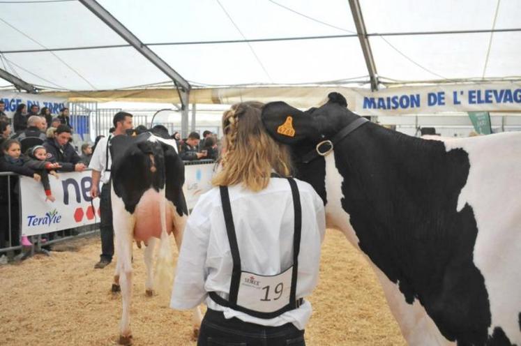 Le concours départemental Prim’holstein.