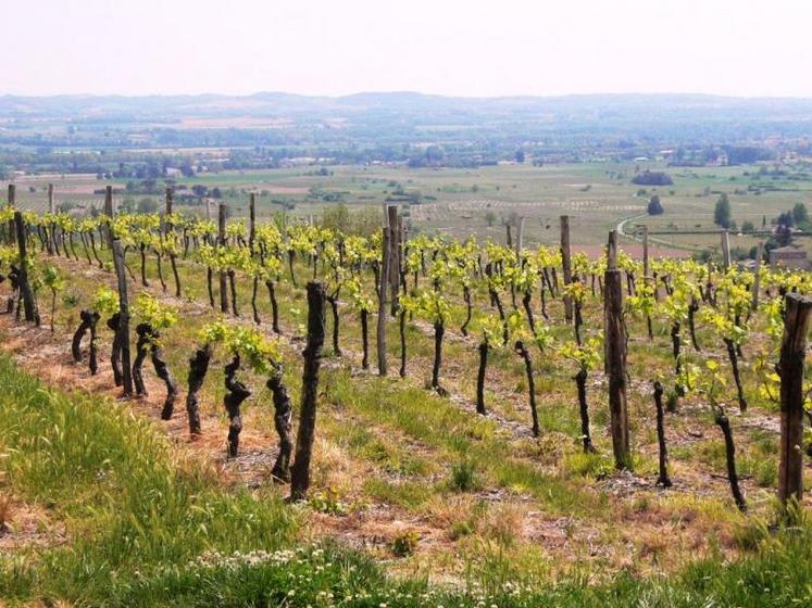 Vue des vignes de Gaillac
