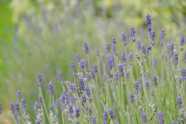 Plantes à parfum (lavandin, lavande, sauge...).