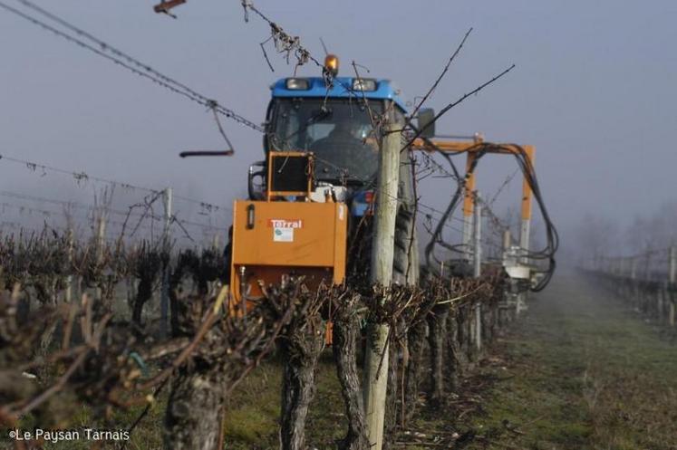 La mécanisation de la taille de la vigne répond à une réflexion capitale sur le raisonnement des charges.