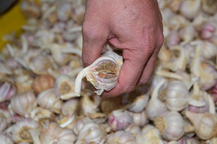 Les producteurs sont invités à amener leurs déchets d'ail à la coopérative.