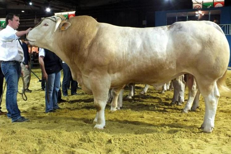 Gala, du Gaec Planté-Moulet, a terminé 1er de sa section et champion mâle.