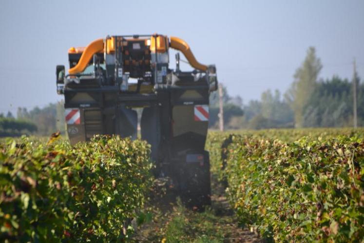 Les premières vendanges ont eu lieu cette semaine dans le Gailllacois