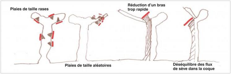 Ce qui génère du bois mort pouvant entraver la circulation de la sève.