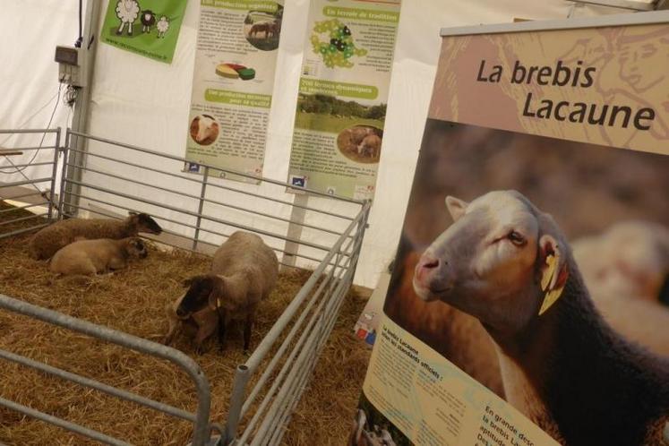 Epreuve de force et de rapidité lors de l'Agricathlon