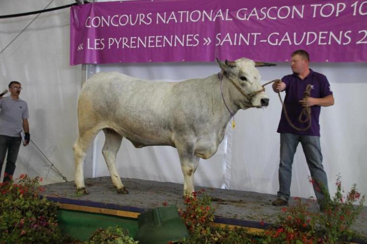 Idéale, du Gaec de Bonnanza, a terminé en tête de la section des génisses 30 mois au Top 100 de la Gasconne, ce vendredi 18 septembre à Saint-Gaudens.